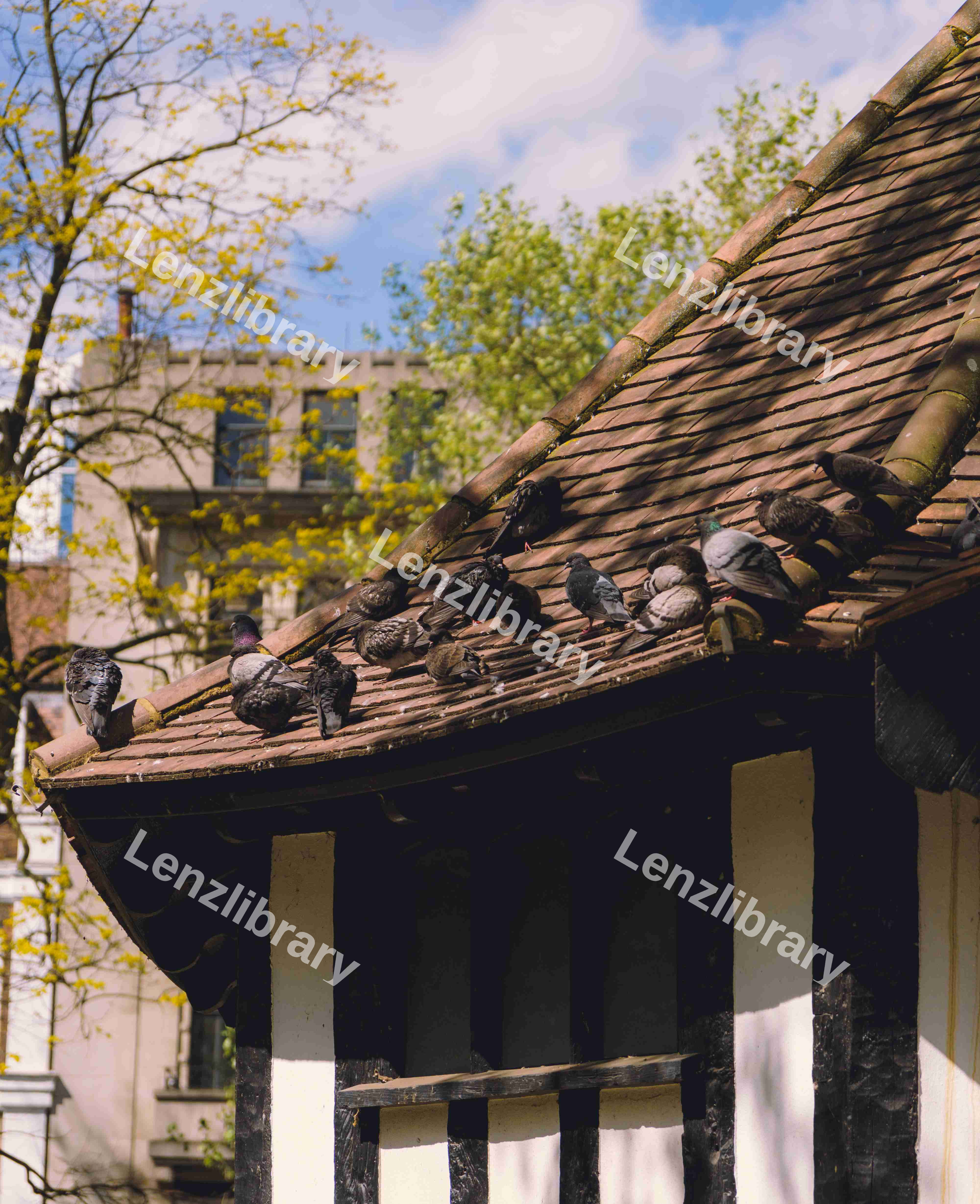 Pidgeons On A Roof